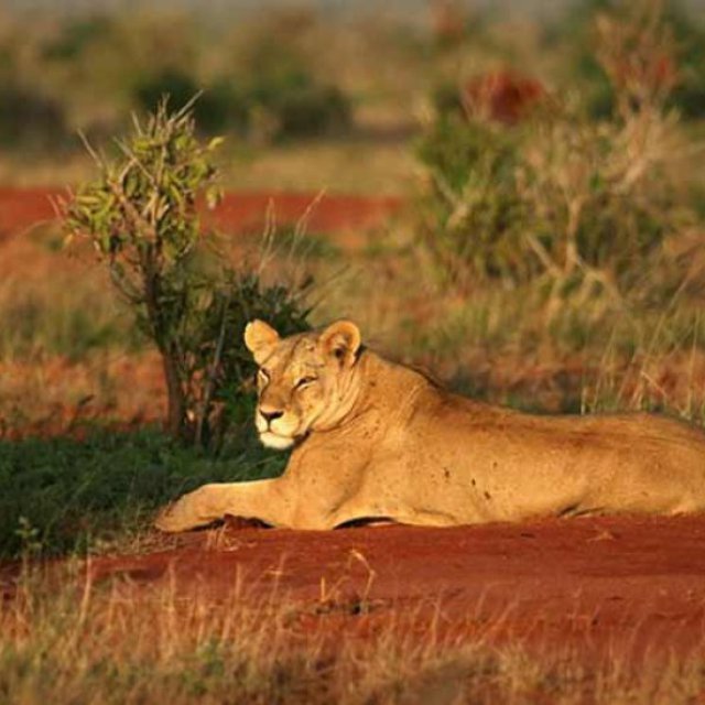 MY PRICE AFRICASAFARIS ANDADVENTURES LIMITED